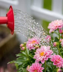 Watering Can