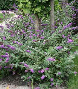 Lo & Behold 'Blue Chip' butterfly bush