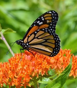 BUTTERFLY WEED