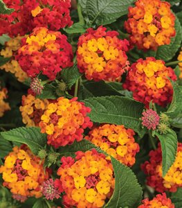 Luscious® Citrus Blend™ lantana