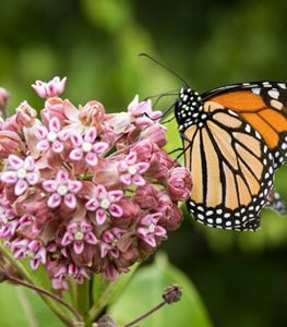 Milkweed with Monarch butterfly