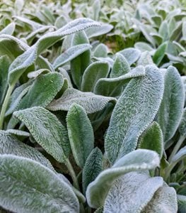 'Silver Carpet' lamb's ear