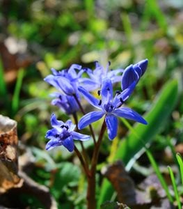 SIBERIAN SQUILL