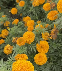 Moonsong Deep Orange marigold