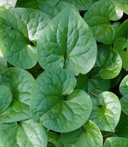 Wild ginger plant