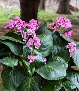 MISS PIGGY BERGENIA