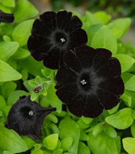 'Black Velvet' petunia