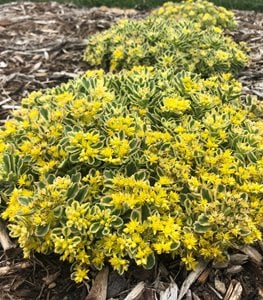 Rock 'N Low™ 'Boogie Woogie' ground cover sedum