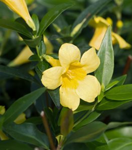CAROLINA JESSAMINE VINE