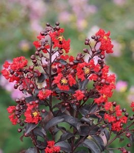 CENTER STAGE RED CRAPE MYRTLE