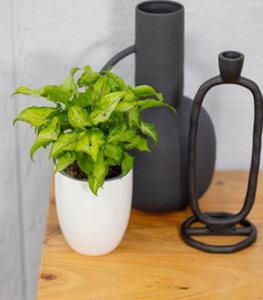 Falling Arrows® Ruby Reign™ arrowhead vine