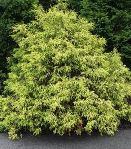 ‘GOLD MOP’ FALSE CYPRESS