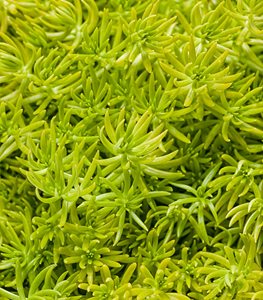 Lemon Coral® sedum
