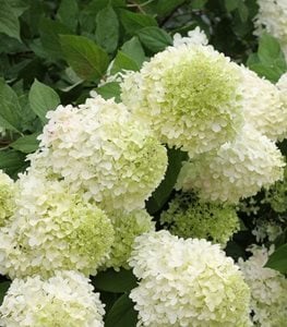 'LIMELIGHT' hydrangea
