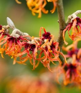 WITCH HAZEL