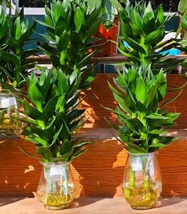 Lucky bamboo plants in water