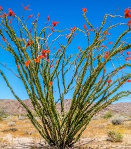 OCOTILLO PLANT