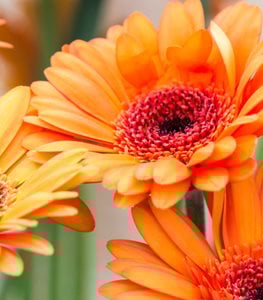 GERBERA DAISY