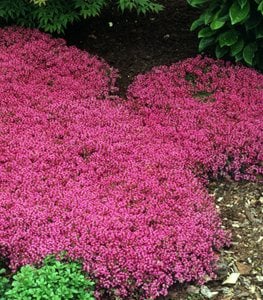 Red Creeping Thyme
