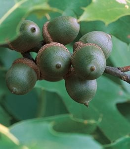 Quercus rubra - Photo by: David Middleton.