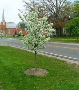 SWEET SUGAR TYME® CRABAPPLE