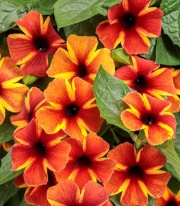 BLACK-EYED SUSAN VINE