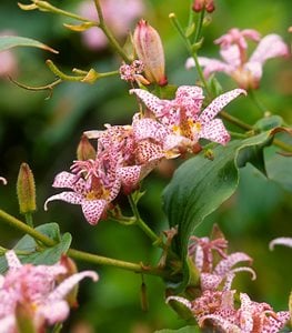 Toad lily plant