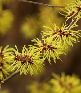 WITCH HAZEL
