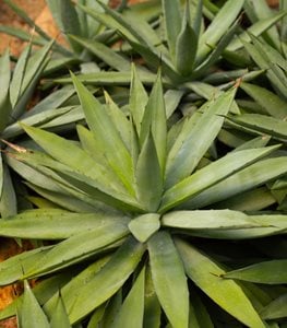 AGAVE