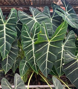 Alocasia