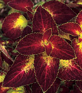 Coleus