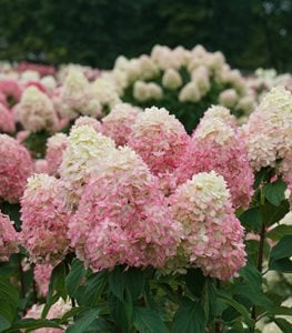 LIMELIGHT PRIME® hydrangea