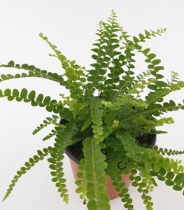 LEMON BUTTON FERN