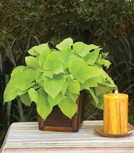 Sweet Potato Vine