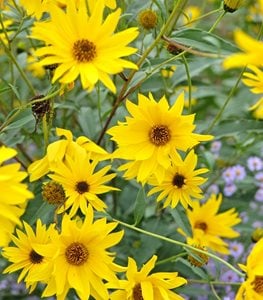 PERENNIAL SUNFLOWER