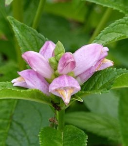 PINK TURTLEHEAD PLANT