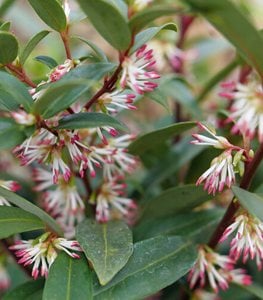 Sweet & Lo Sweet Box