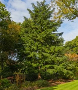WESTERN HEMLOCK TREE