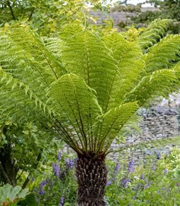 AUSTRALIAN TREE FERN