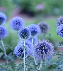 GLOBE THISTLE