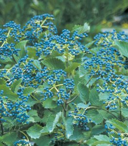 BLUE MUFFIN VIBURNUM
