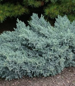 'Blue Star' Juniper