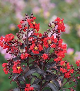 Center Stage® Red crape myrtle