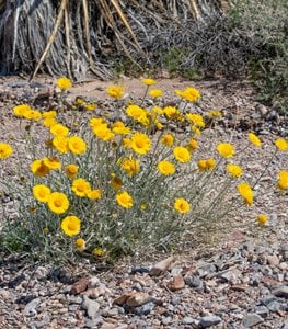 DESERT MARIGOLD