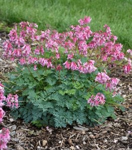 ‘Pink Diamonds’ fern-leaved bleeding heart