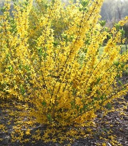 FLYING MACHINE FORSYTHIA