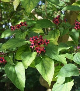 HARLEQUIN GLORYBOWER