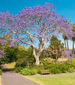 Jacaranda tree