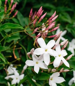 COMMON JASMINE