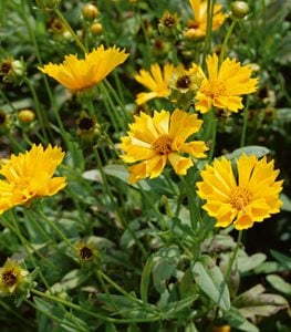 ‘Jethro Tull’ coreopsis